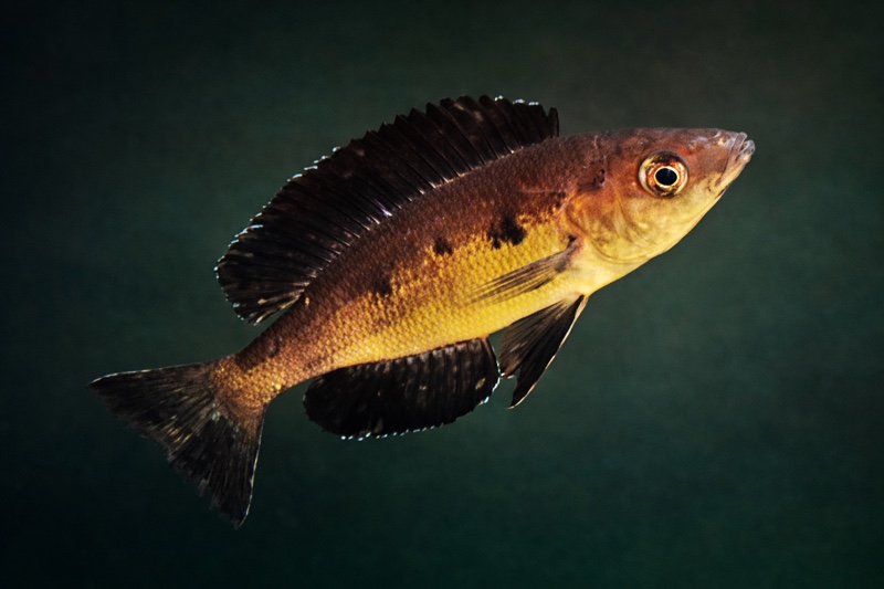 Cyprichromis microlepidotus 'Bilila (Kavala) Island'